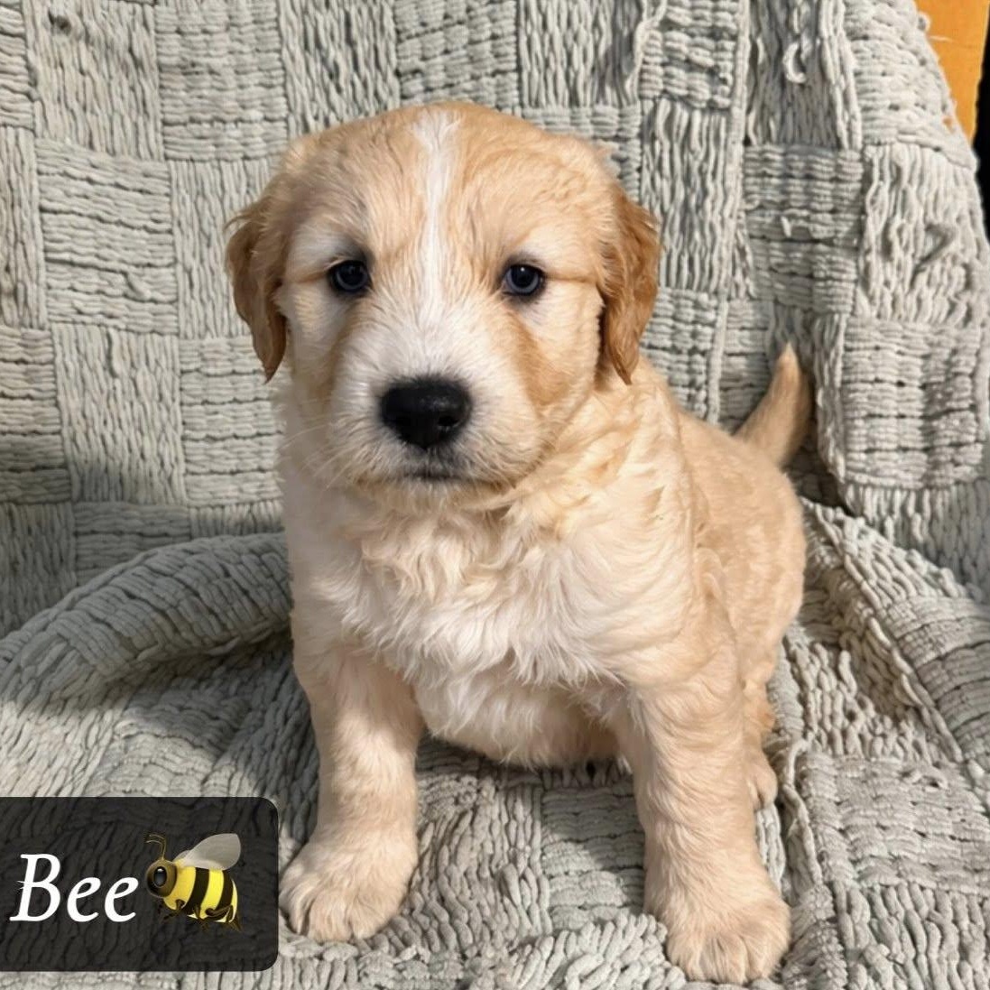 Enlarge Bee, an adopted mixed breed in Lemont, IL image 1/1