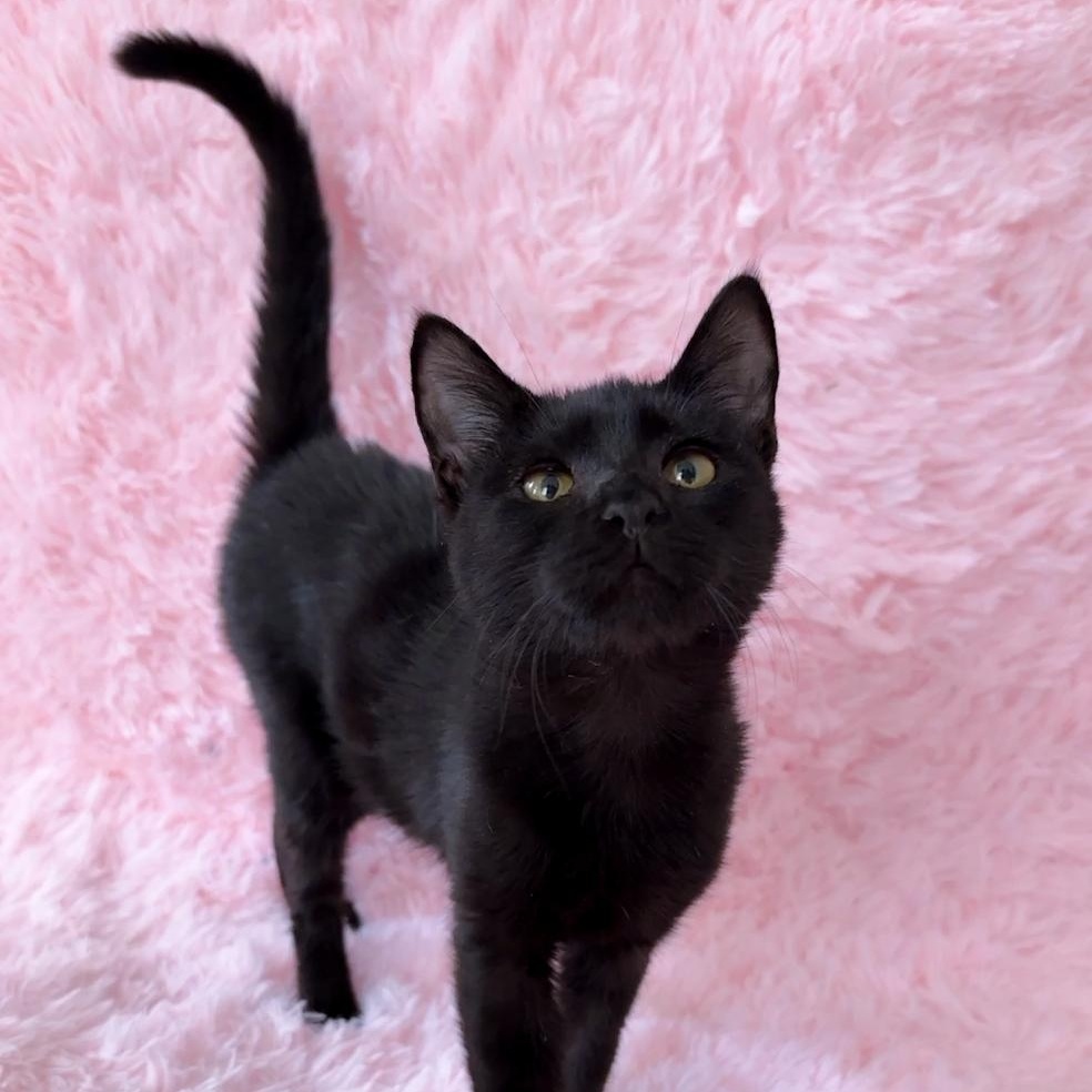 Jovie, Adoptable, Young Female Domestic Short Hair.