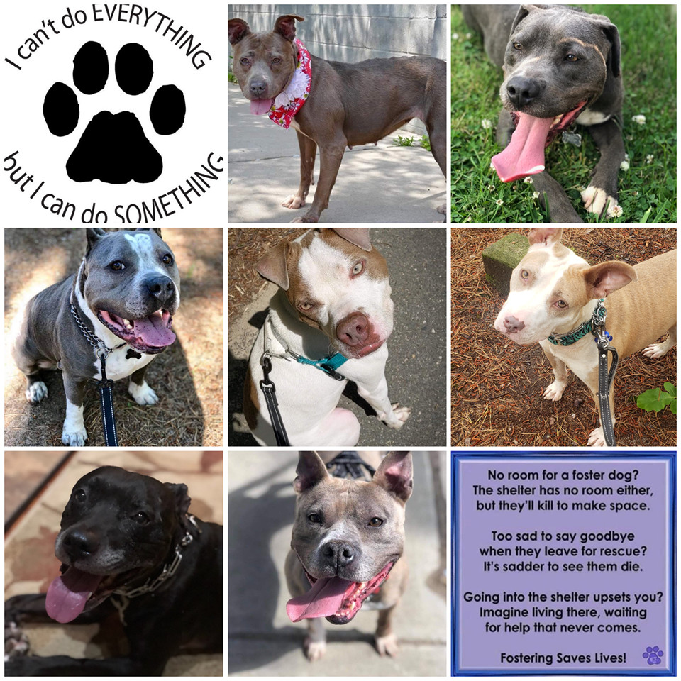 Fosters Needed, a Adoptable Pit Bull Terrier in Jackson , NJ image 1/2