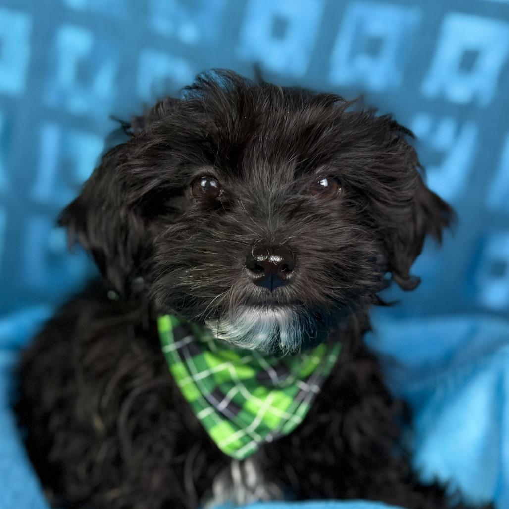 Enlarge Ash-The Little Puffball with a Big Heart, a ADOPTABLE mixed breed in San Antonio, TX image 4/4