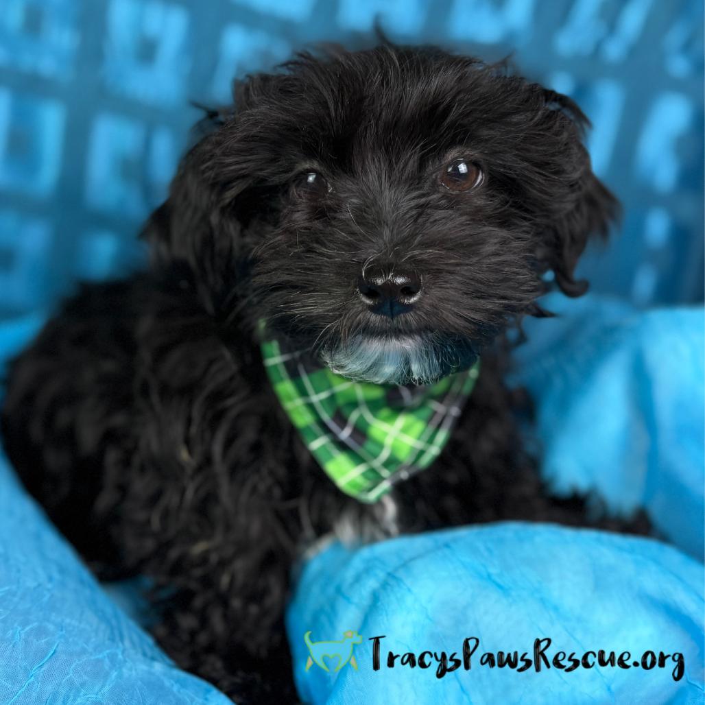 Enlarge Ash-The Little Puffball with a Big Heart, a ADOPTABLE mixed breed in San Antonio, TX image 1/4