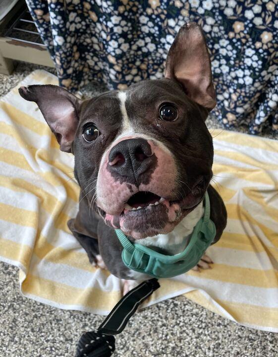 Enlarge Tucker, a ADOPTABLE mixed breed in Jackson, MI image 2/6