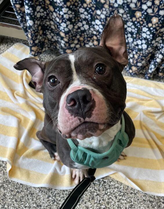 Tucker, ADOPTABLE, Adult Male American Bully.