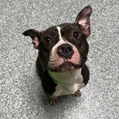 Enlarge Tucker, a ADOPTABLE mixed breed in Jackson, MI image 6/6