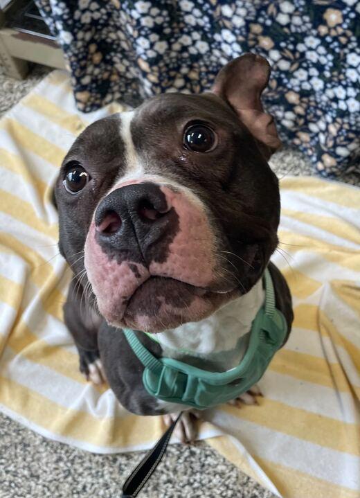 Enlarge Tucker, a ADOPTABLE mixed breed in Jackson, MI image 3/6