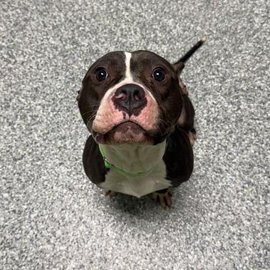 Enlarge Tucker, a ADOPTABLE mixed breed in Jackson, MI image 5/6