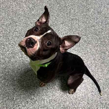 Enlarge Tucker, a ADOPTABLE mixed breed in Jackson, MI image 4/6