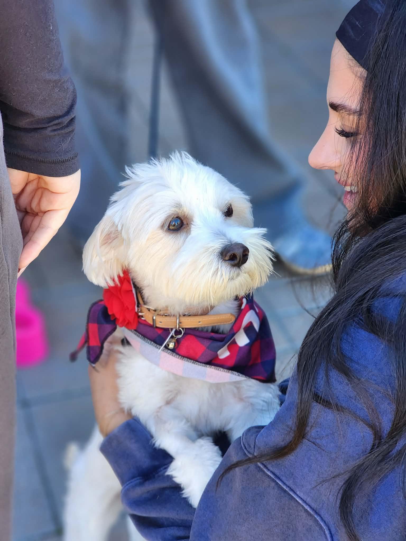 Bree, ADOPTABLE, Young Female Maltese & Poodle.