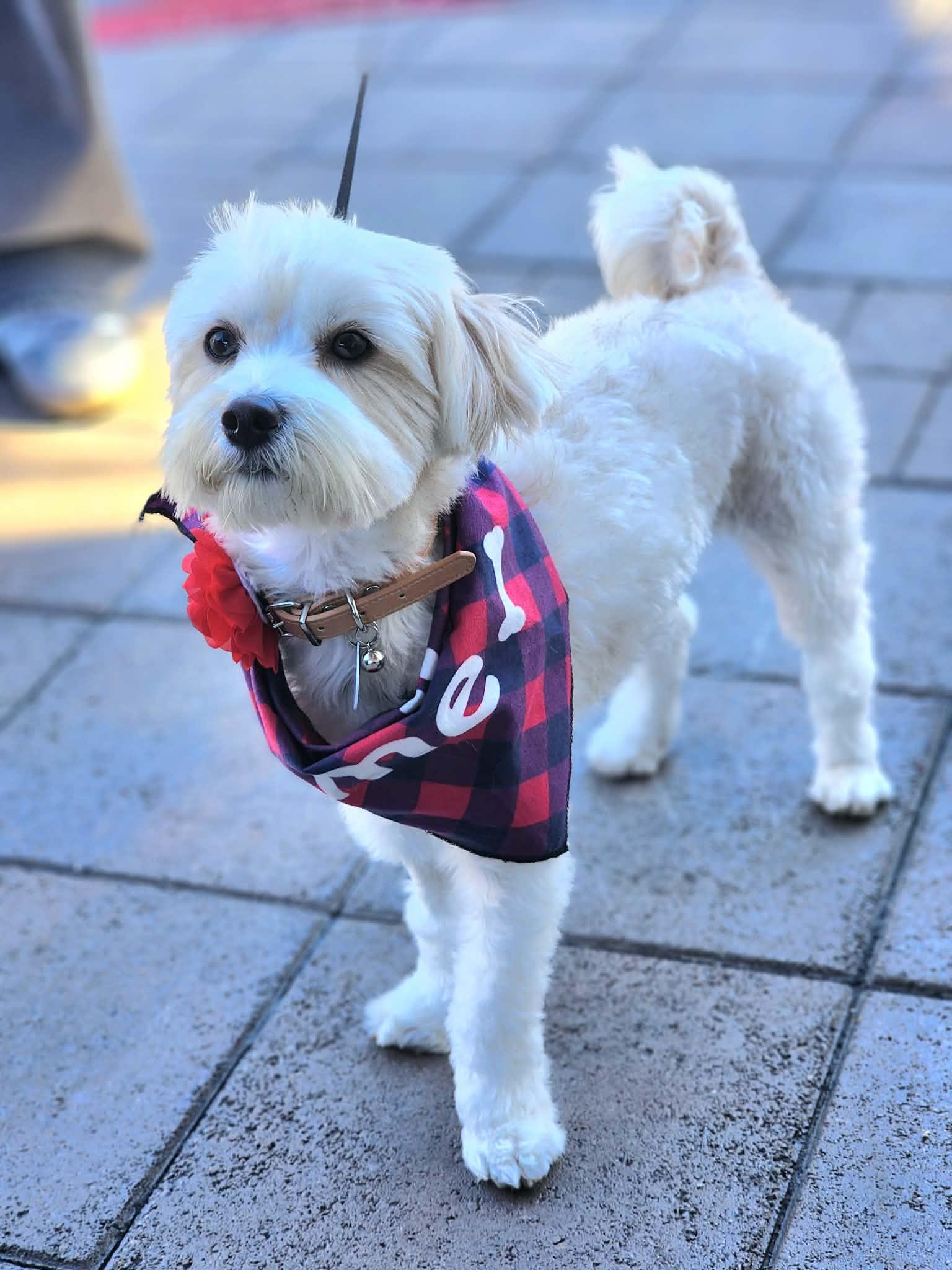 Bree, an adopted mixed breed in Corona Del Mar, CA image 2/5