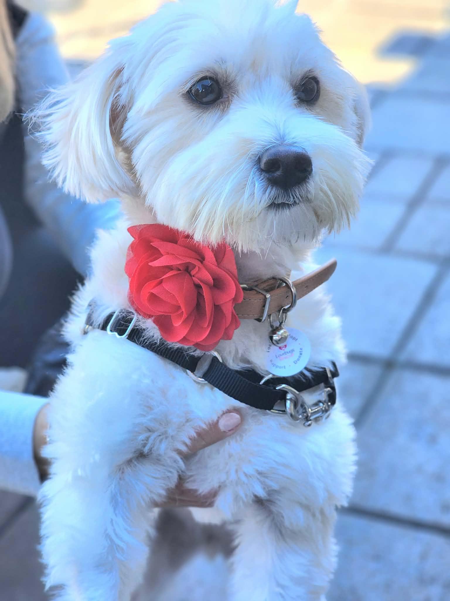 Bree, an adopted mixed breed in Corona Del Mar, CA image 4/5