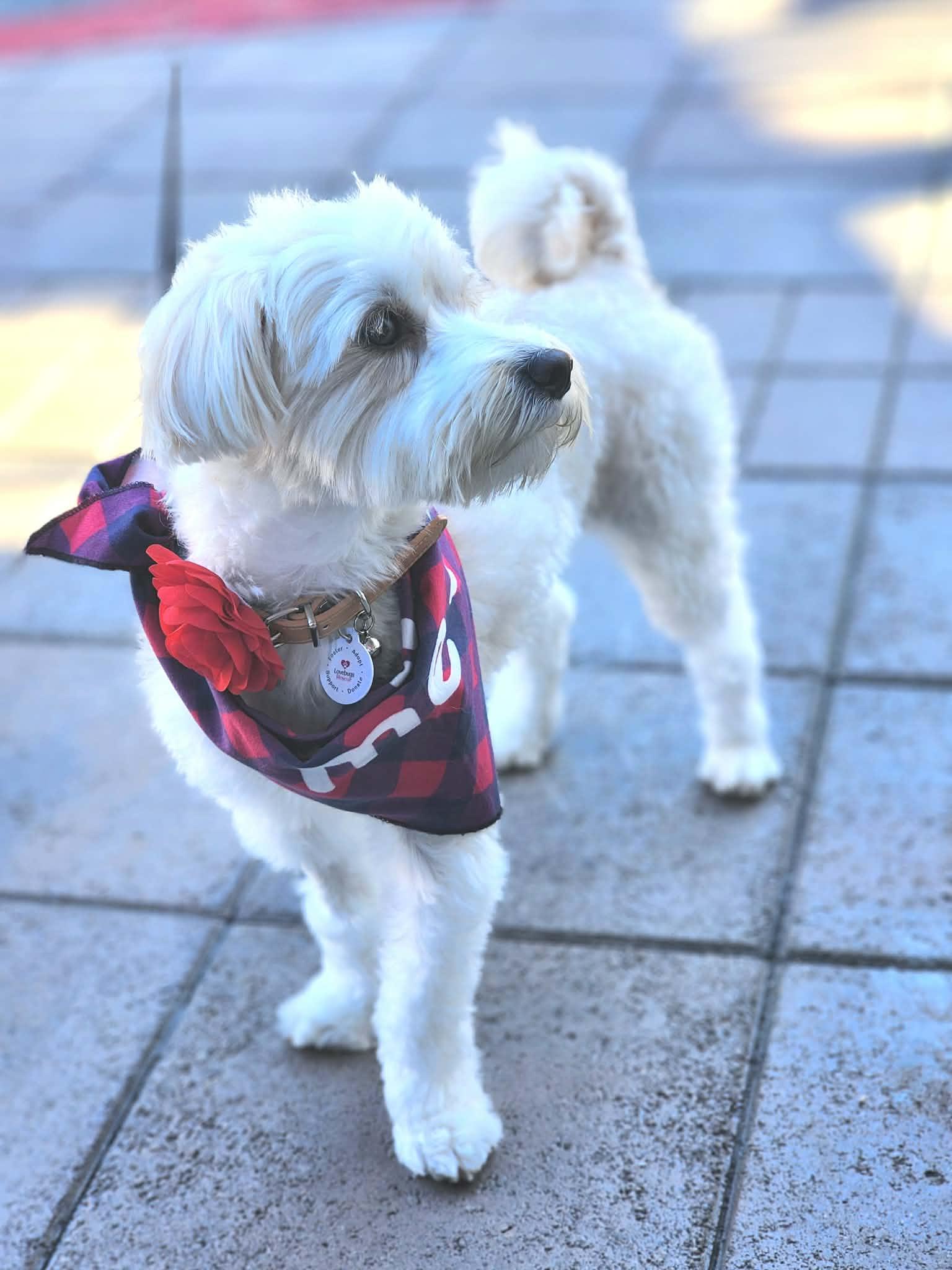 Bree, an adopted mixed breed in Corona Del Mar, CA image 5/5