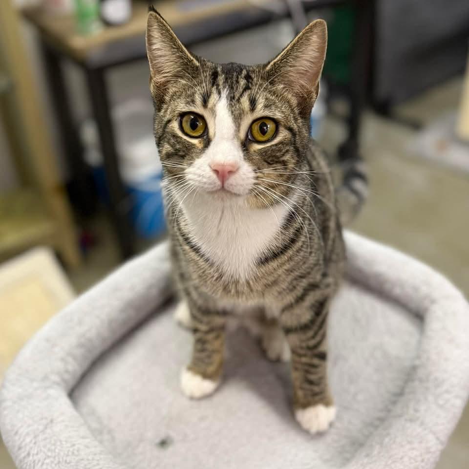 Enlarge CALVIN, a ADOPTABLE Domestic Short Hair in Hartville, OH image 2/5