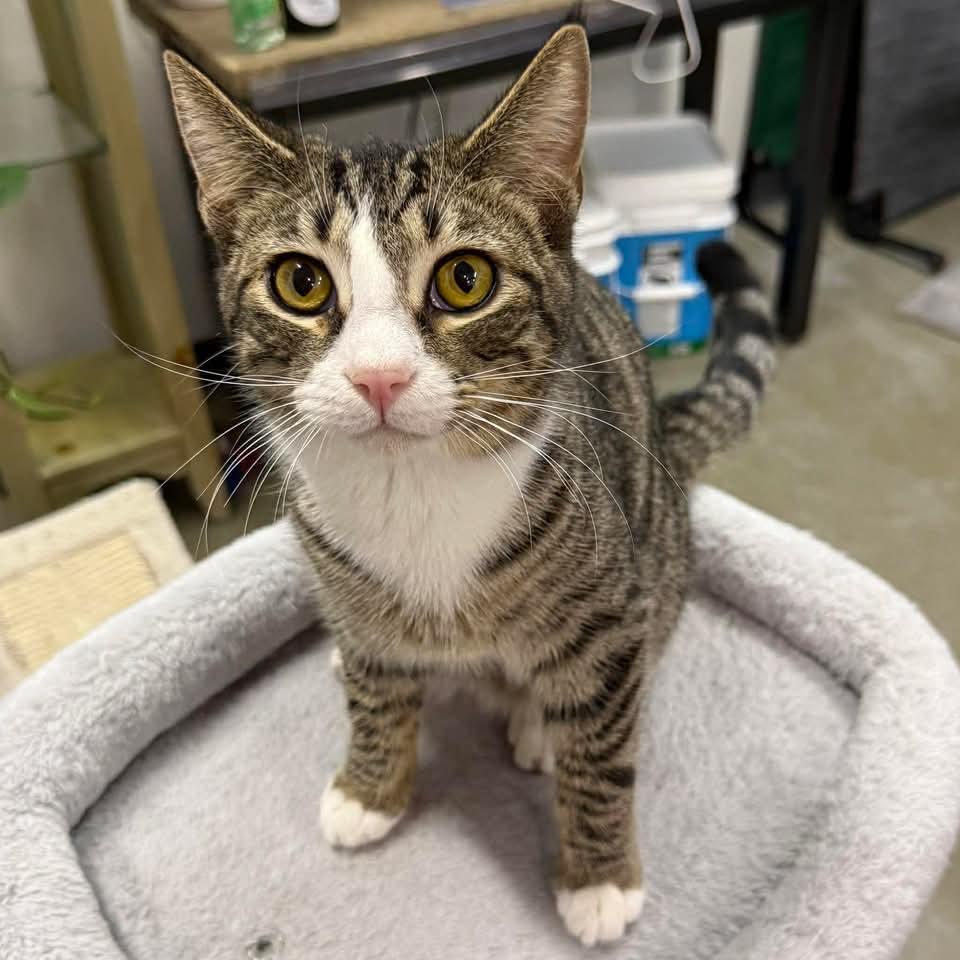 Enlarge CALVIN, a ADOPTABLE Domestic Short Hair in Hartville, OH image 1/5