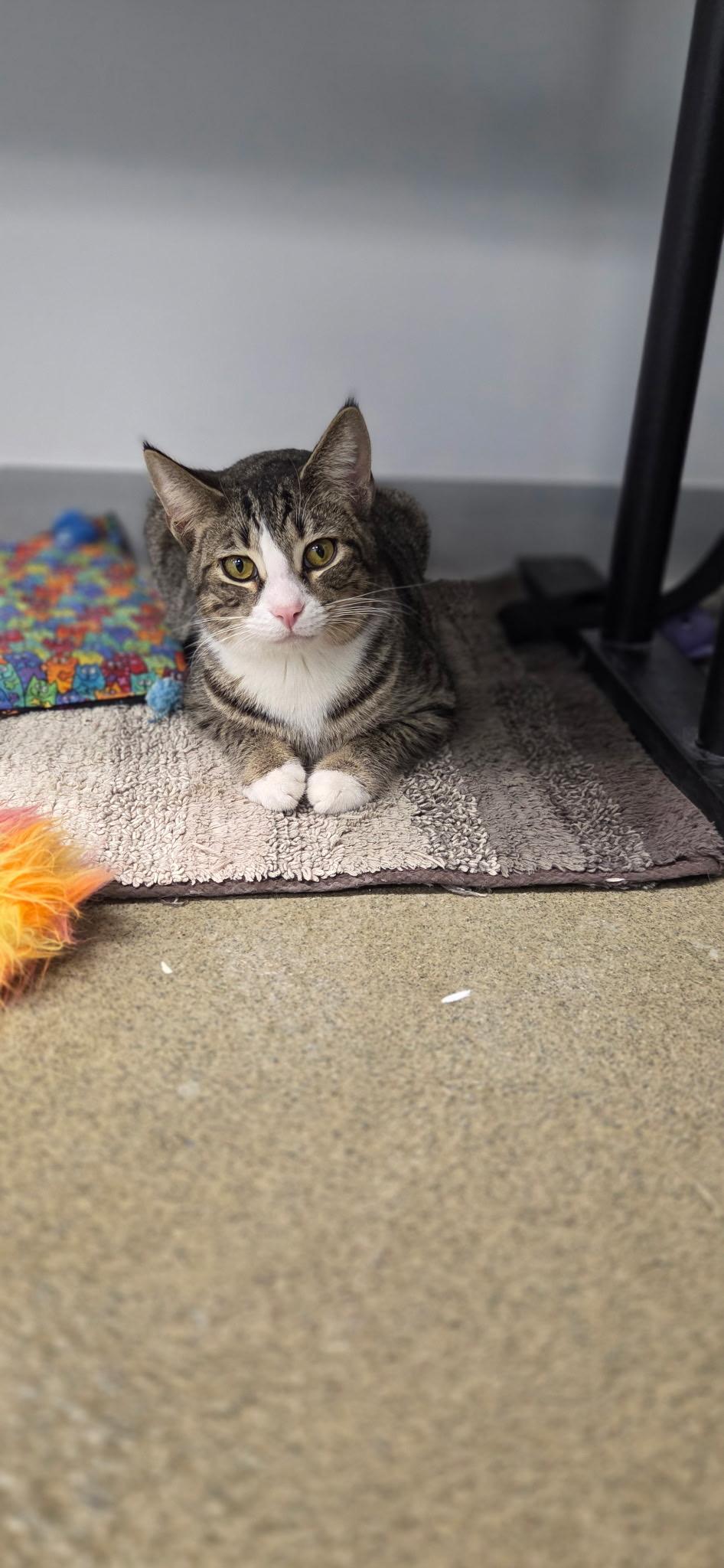 Enlarge CALVIN, a ADOPTABLE Domestic Short Hair in Hartville, OH image 4/5