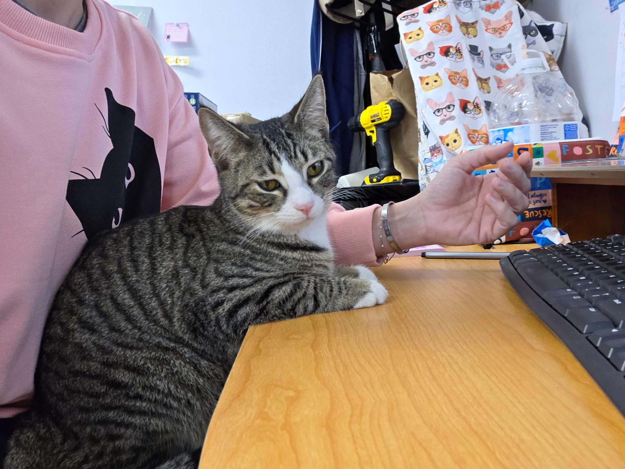 Enlarge CALVIN, a ADOPTABLE Domestic Short Hair in Hartville, OH image 5/5