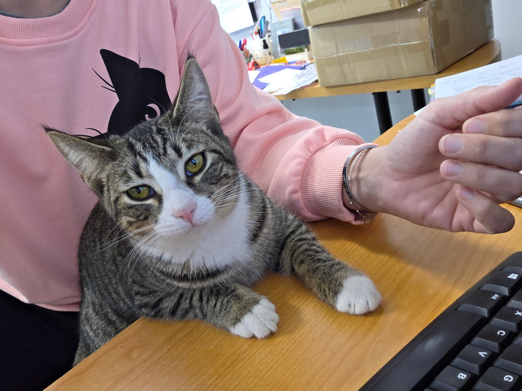 Enlarge CALVIN, a ADOPTABLE Domestic Short Hair in Hartville, OH image 3/5