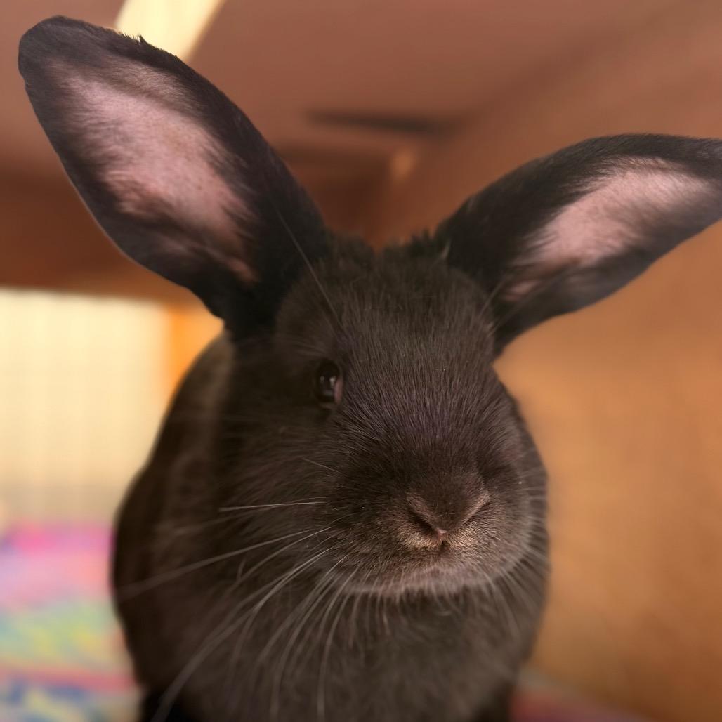 Enlarge Iris, a Adoptable Havana in Kanab, UT image 1/2