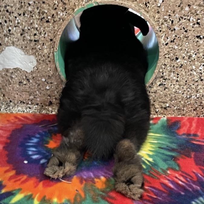 Enlarge Iris, a Adoptable Havana in Kanab, UT image 2/2