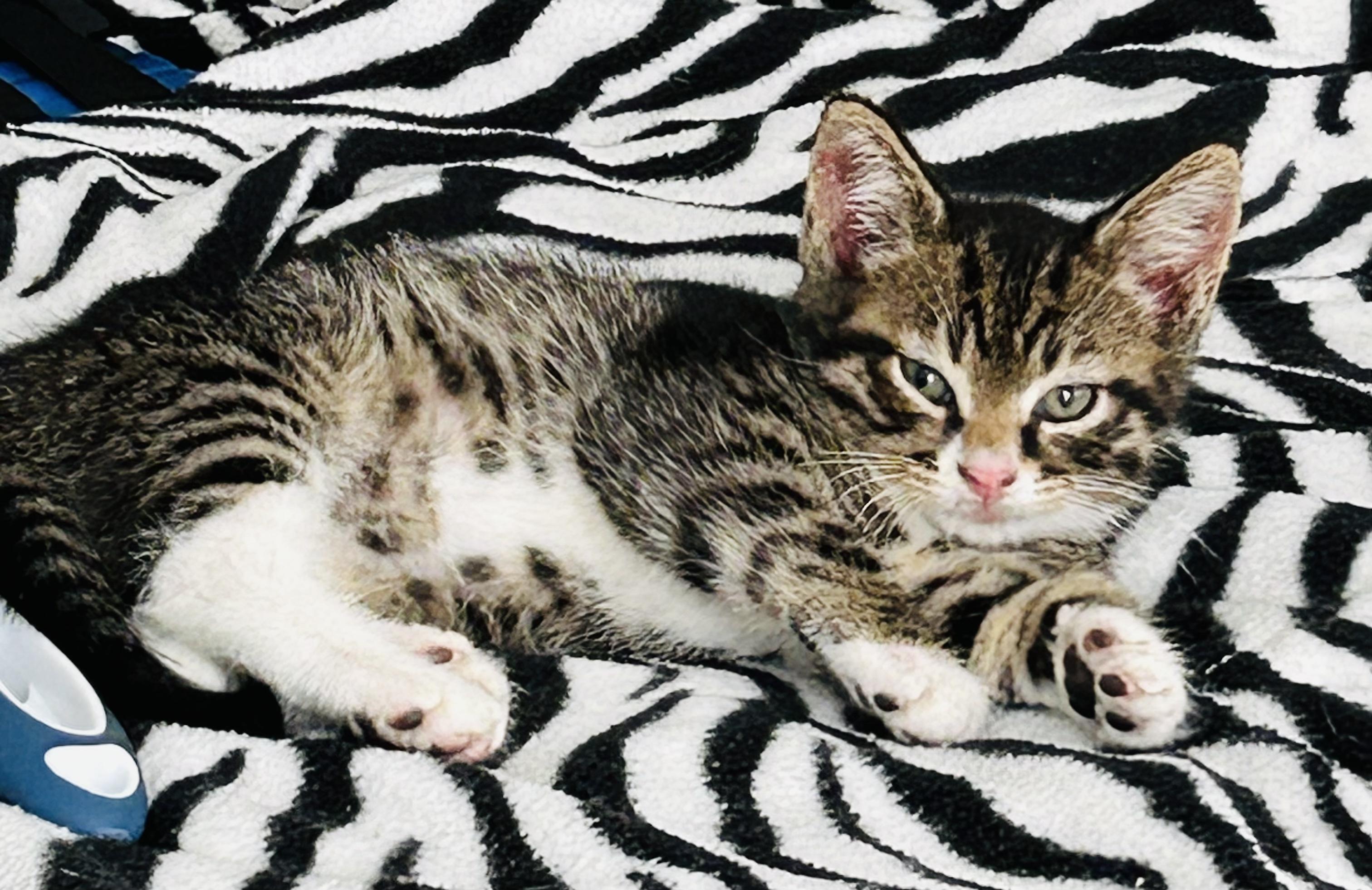 Sven, Baby Male Domestic Short Hair