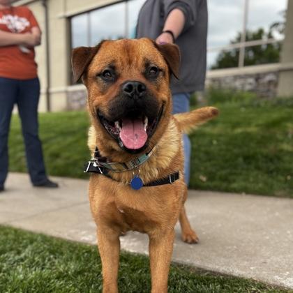 Enlarge Troy, a Adoptable mixed breed in Merriam, KS image 1/3