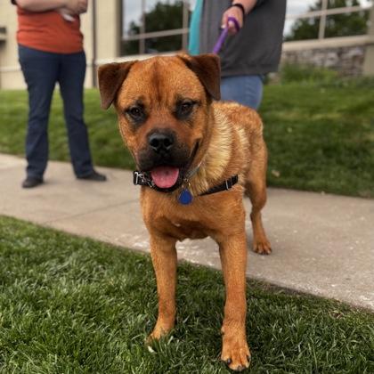 Enlarge Troy, a Adoptable mixed breed in Merriam, KS image 2/3