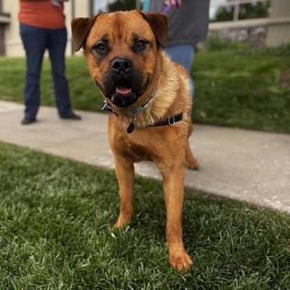 Enlarge Troy, a Adoptable mixed breed in Merriam, KS image 3/3