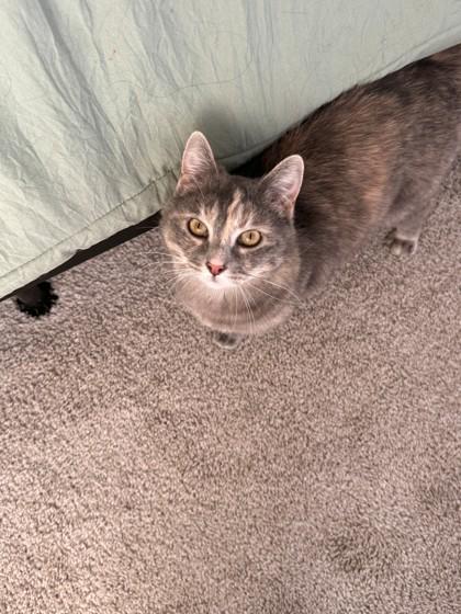 Enlarge Ballyhoo, an adopted Tortoiseshell in Downers Grove, IL image 2/3