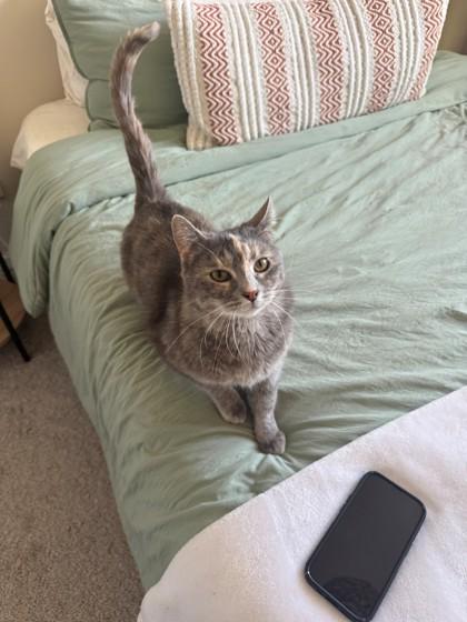 Enlarge Ballyhoo, an adopted Tortoiseshell in Downers Grove, IL image 3/3