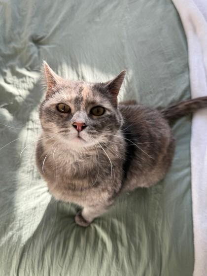 Ballyhoo, adopted, Adult Female Tortoiseshell.