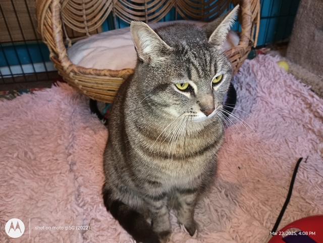 Twilight, a Adoptable Domestic Short Hair in Santa Cruz, CA image 2/4