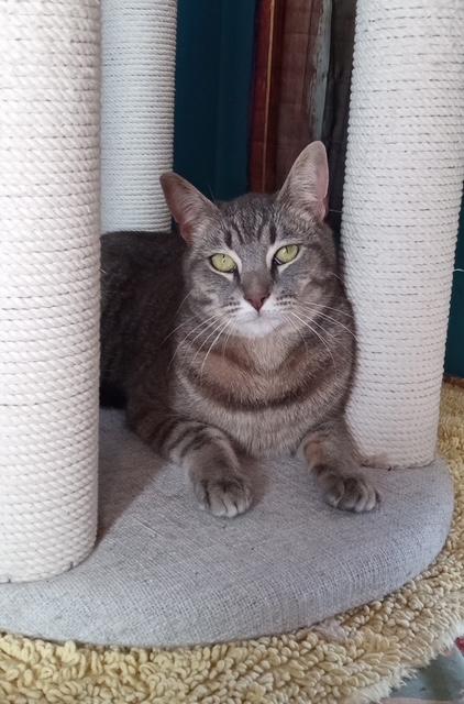 Twilight, a Adoptable Domestic Short Hair in Santa Cruz, CA image 3/4