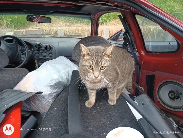 Twilight, a Adoptable Domestic Short Hair in Santa Cruz, CA image 4/4
