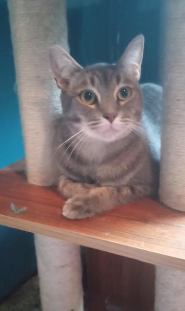 Twilight, Adoptable, Young Female Domestic Short Hair.