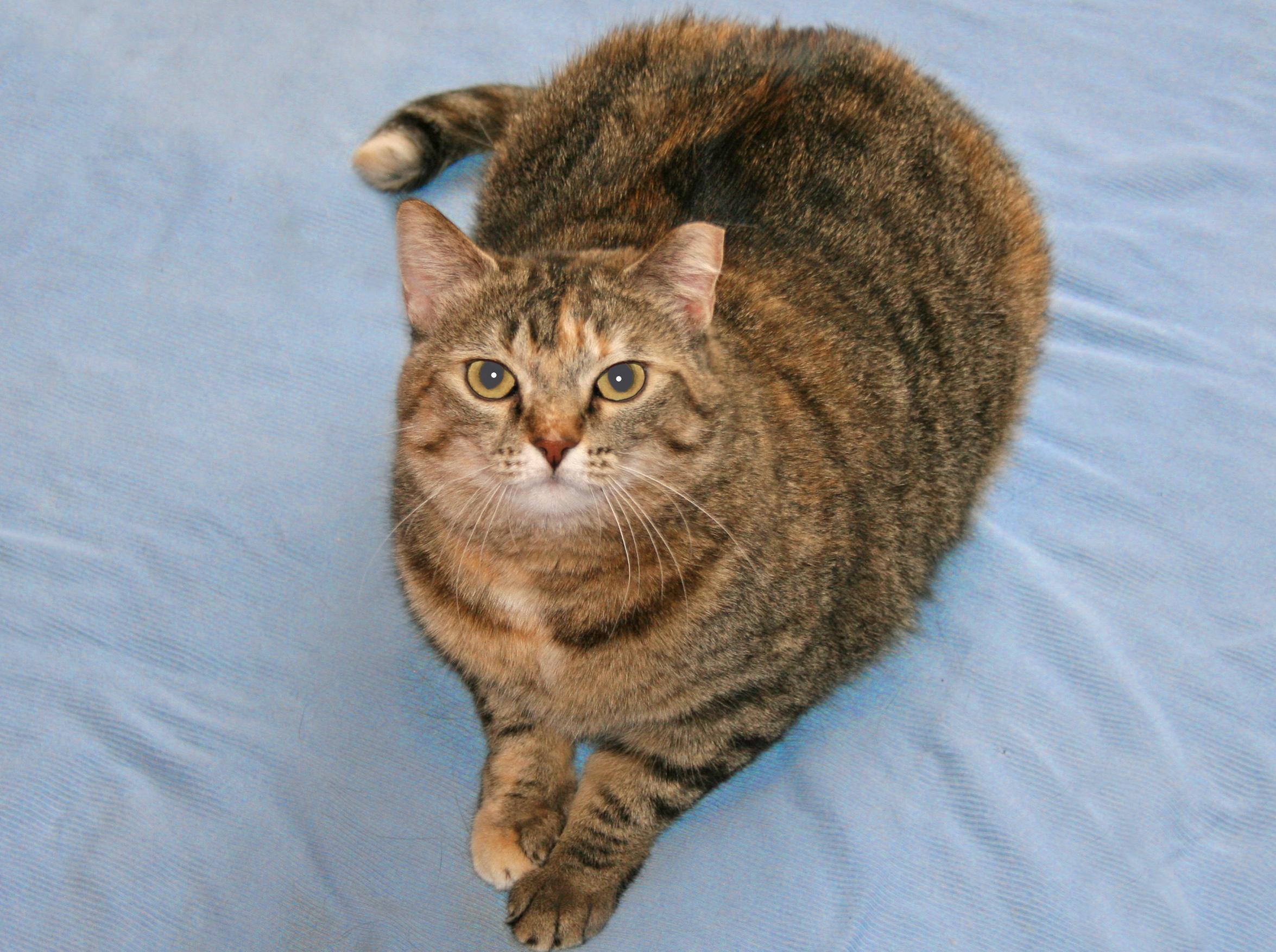 Gypsy, an adoptable Tabby, Domestic Short Hair in Victoria, MN, 55386 | Photo Image 1