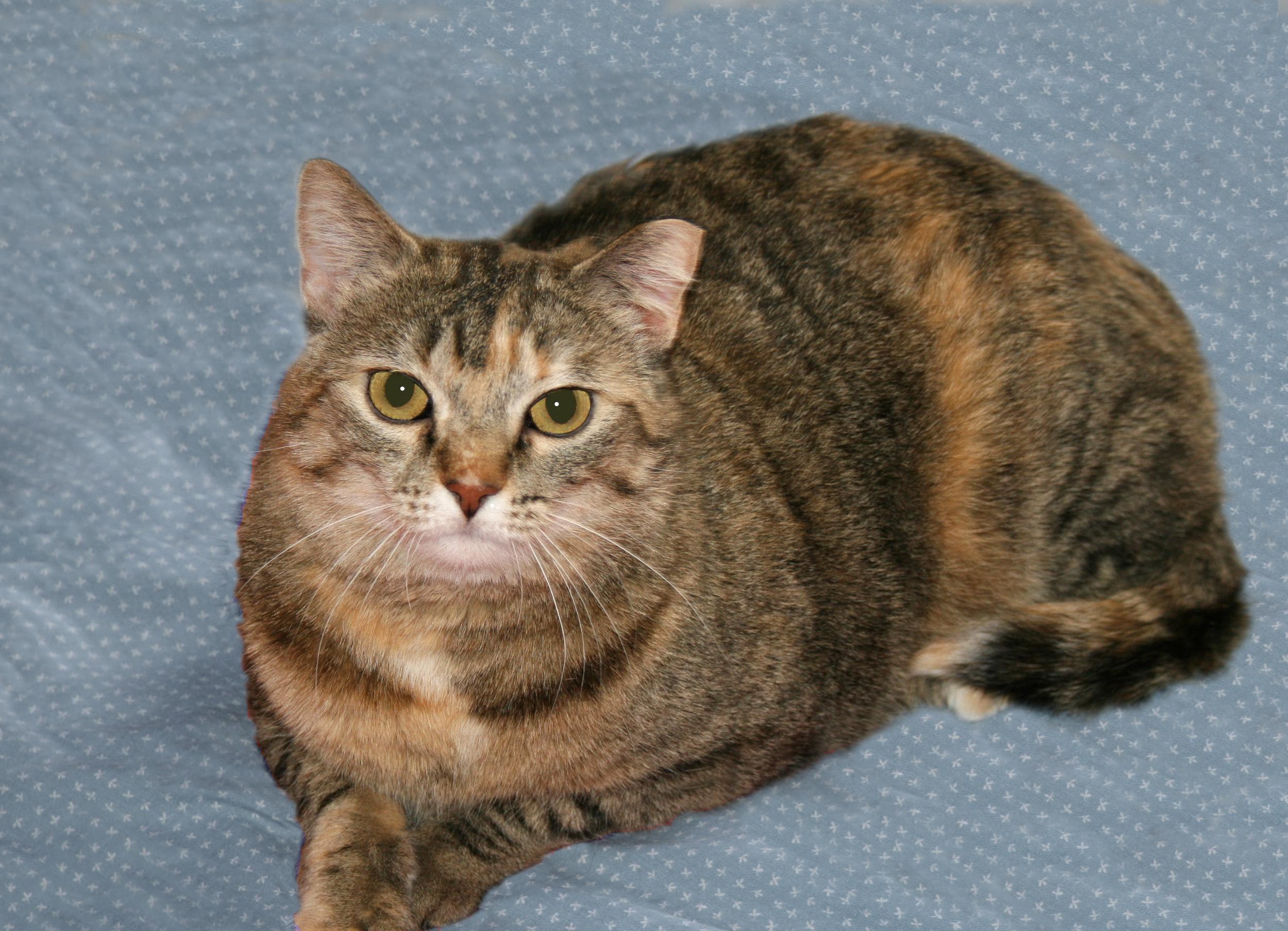 Gypsy, an adoptable Tabby, Domestic Short Hair in Victoria, MN, 55386 | Photo Image 3