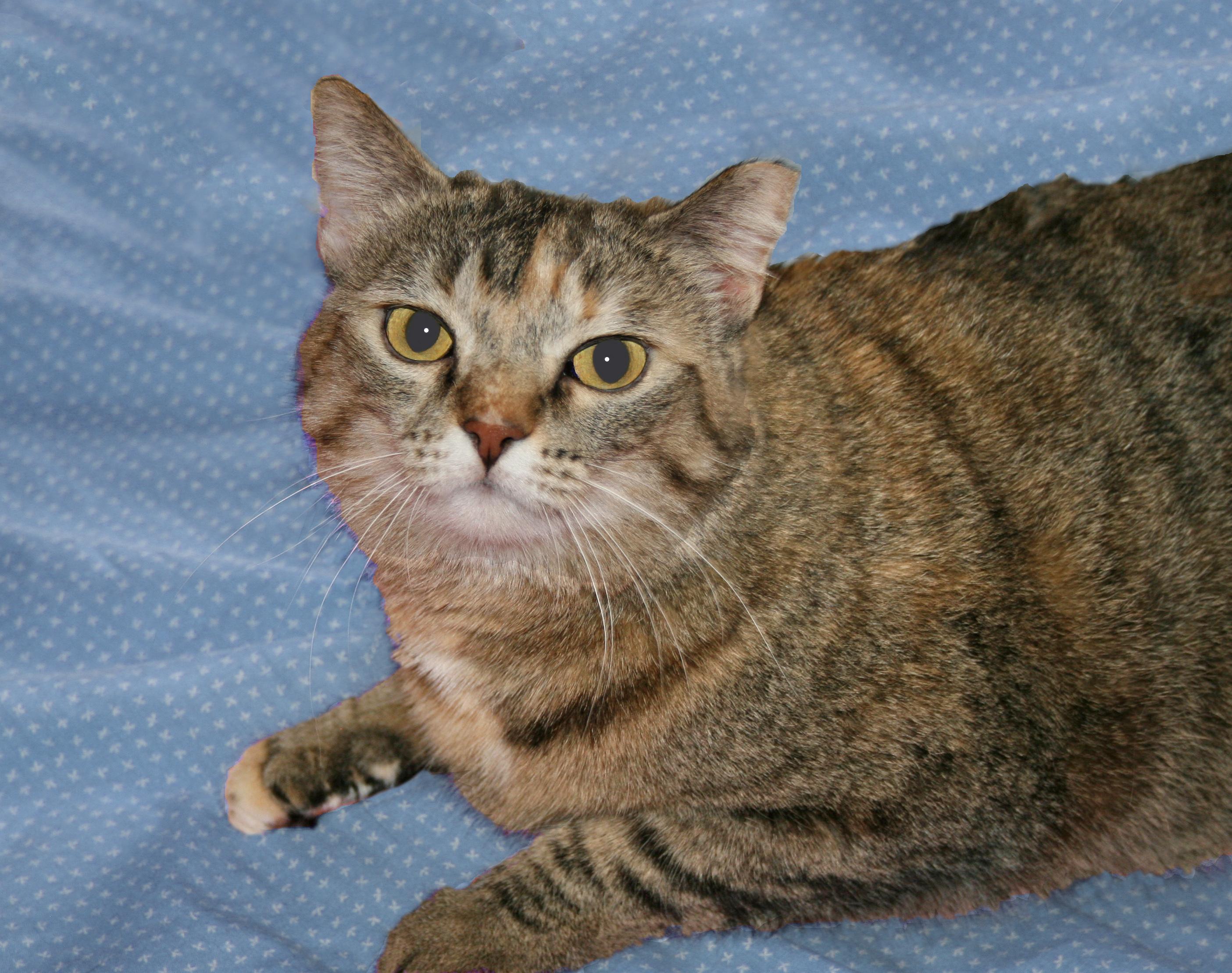 Gypsy, an adoptable Tabby, Domestic Short Hair in Victoria, MN, 55386 | Photo Image 2