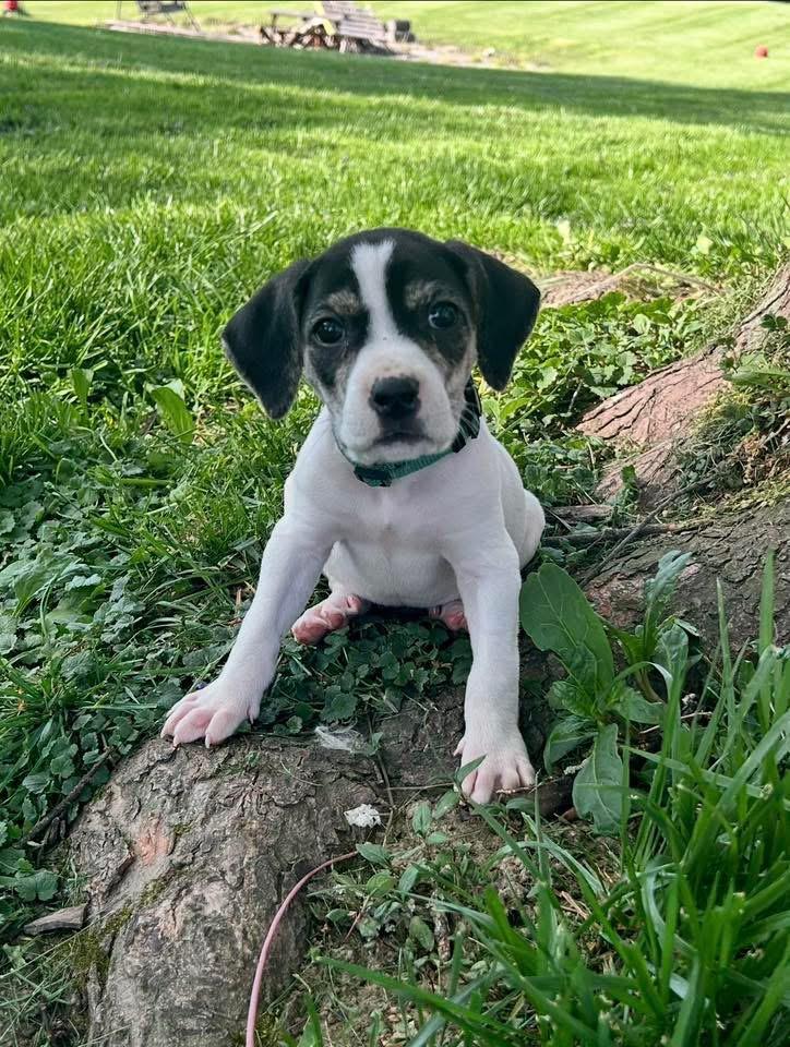 Creed, a Adoptable mixed breed in Louisville, KY image 1/4