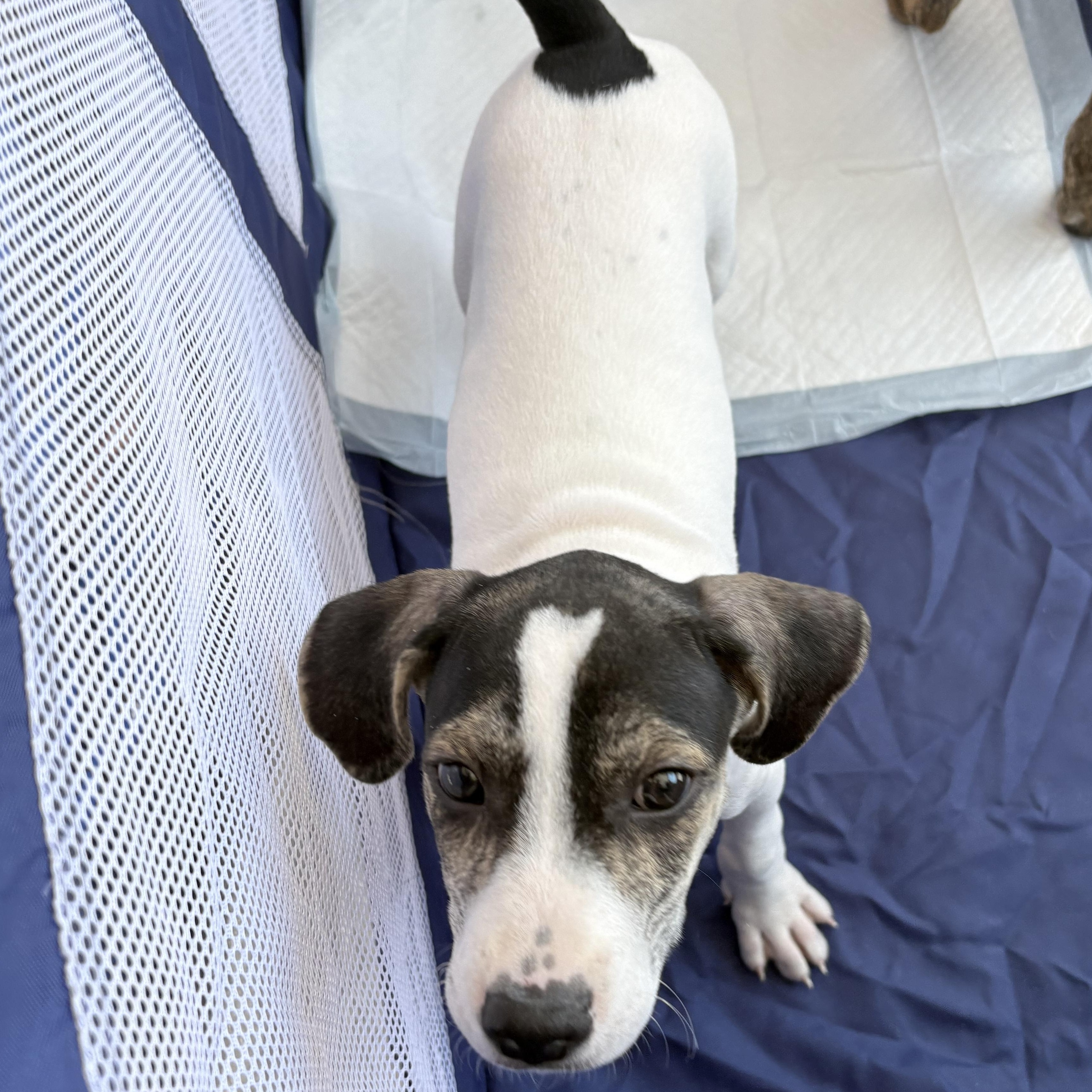 Creed, Adoptable, Puppy Male Treeing Walker Coonhound & Pit Bull Terrier.