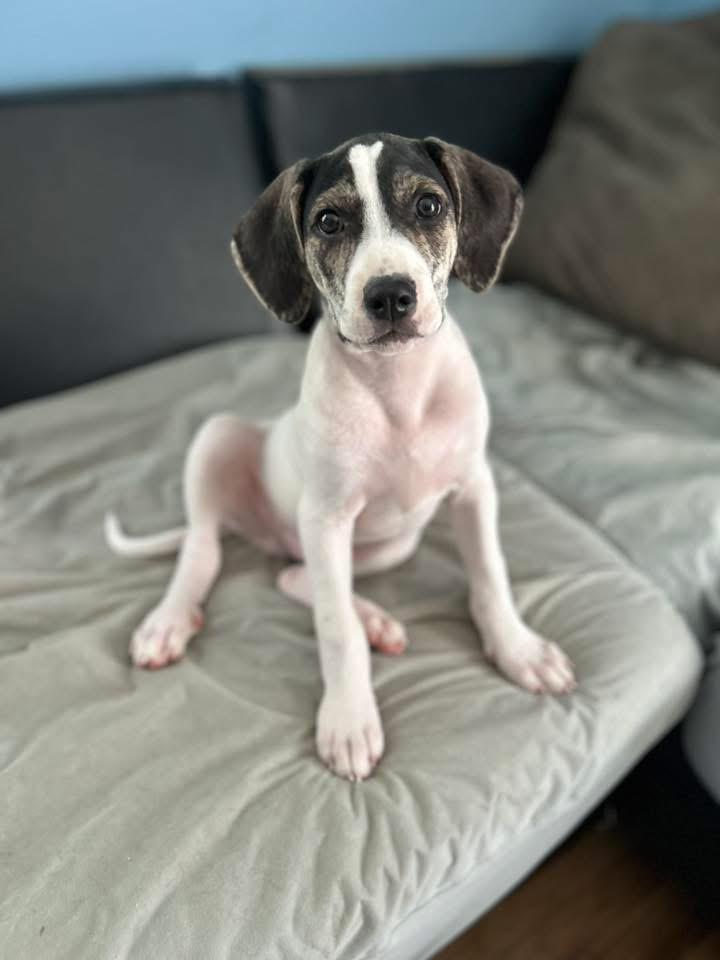 Creed, a Adoptable mixed breed in Louisville, KY image 3/4