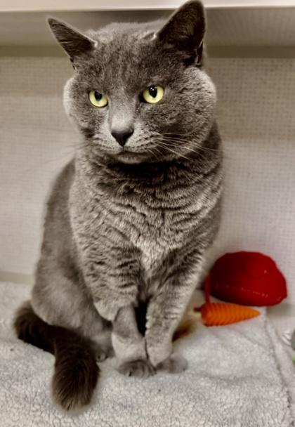 Enlarge Annie, a Adoptable mixed breed in East Brookfield, MA image 1/2