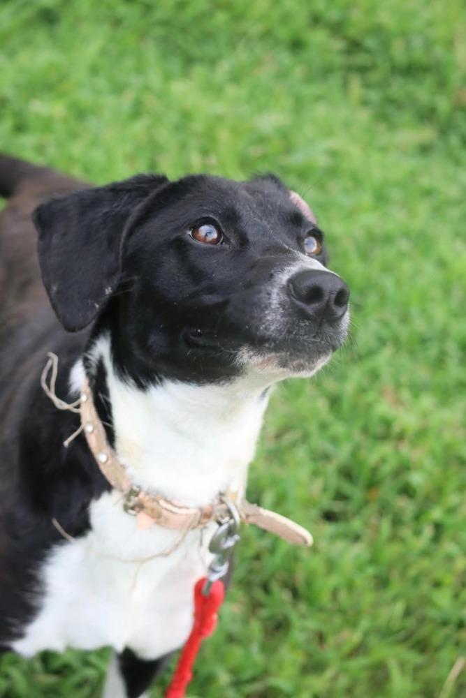 Enlarge Lottie, a Adoptable mixed breed in Statesville, NC image 1/6