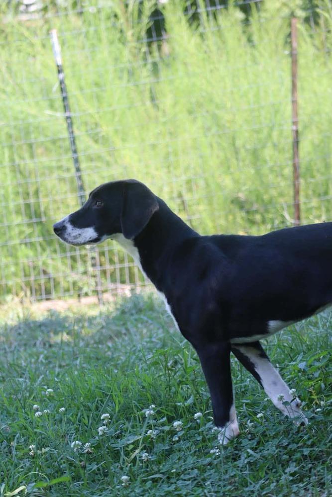 Enlarge Lottie, a Adoptable mixed breed in Statesville, NC image 2/6