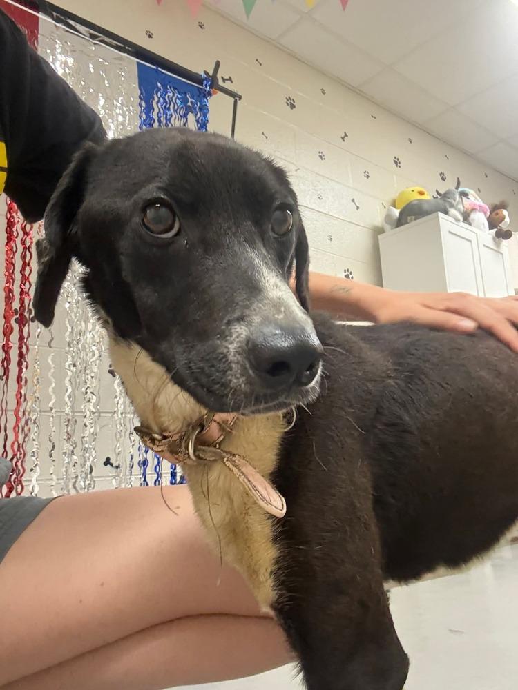 Enlarge Lottie, a Adoptable mixed breed in Statesville, NC image 3/6