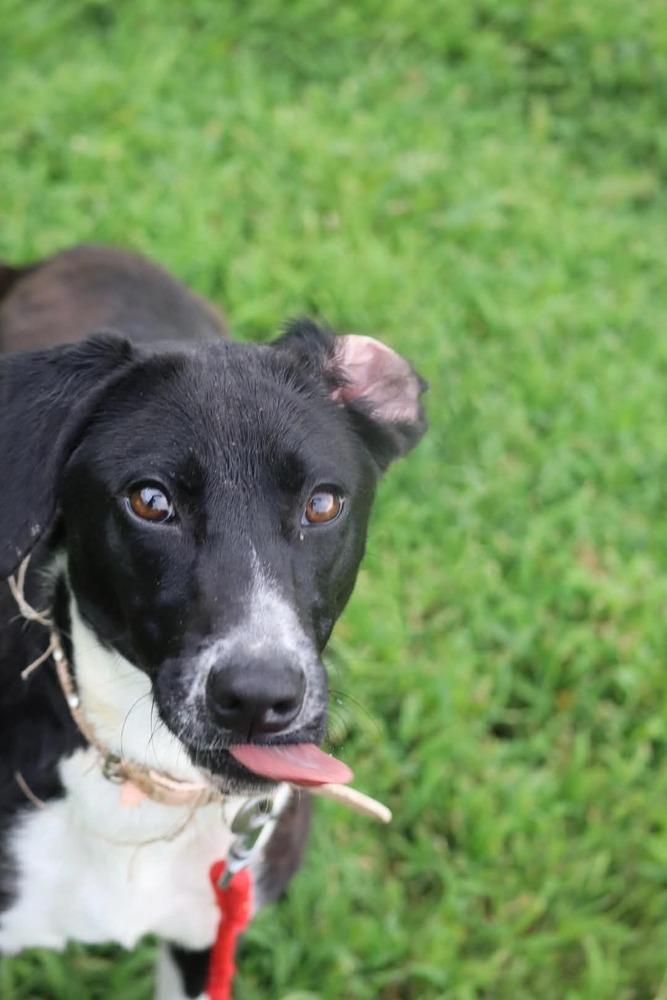 Enlarge Lottie, a Adoptable mixed breed in Statesville, NC image 4/6
