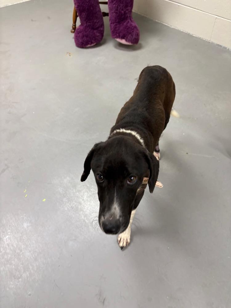 Enlarge Lottie, a Adoptable mixed breed in Statesville, NC image 5/6