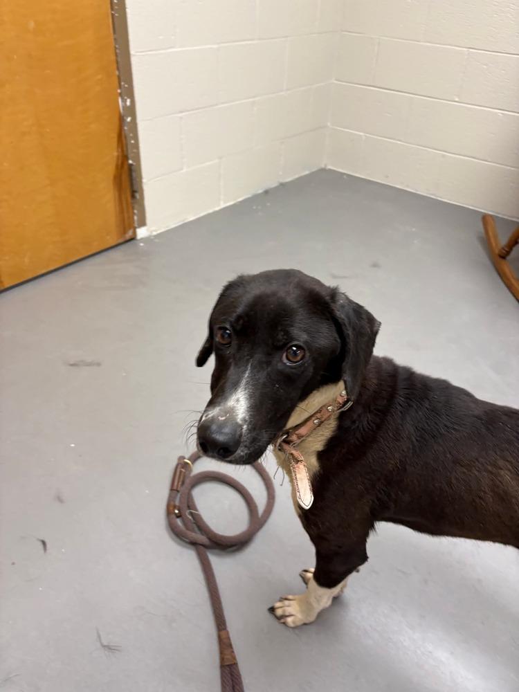 Enlarge Lottie, a Adoptable mixed breed in Statesville, NC image 6/6