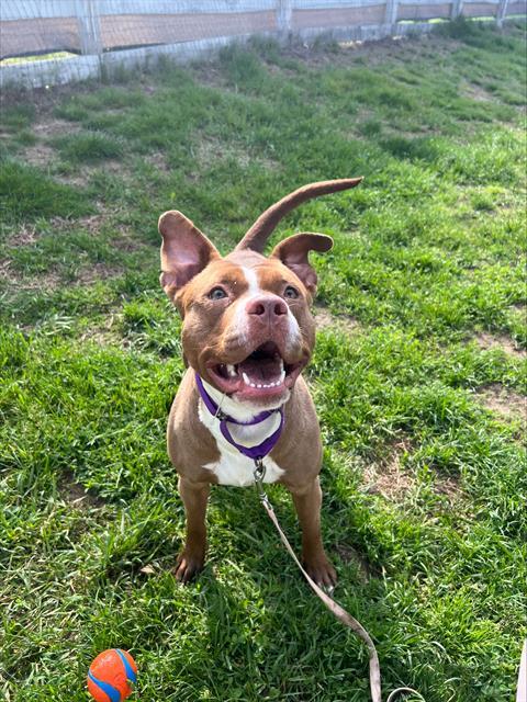Enlarge COCO, a Adoptable Pit Bull Terrier in Methuen, MA image 1/1