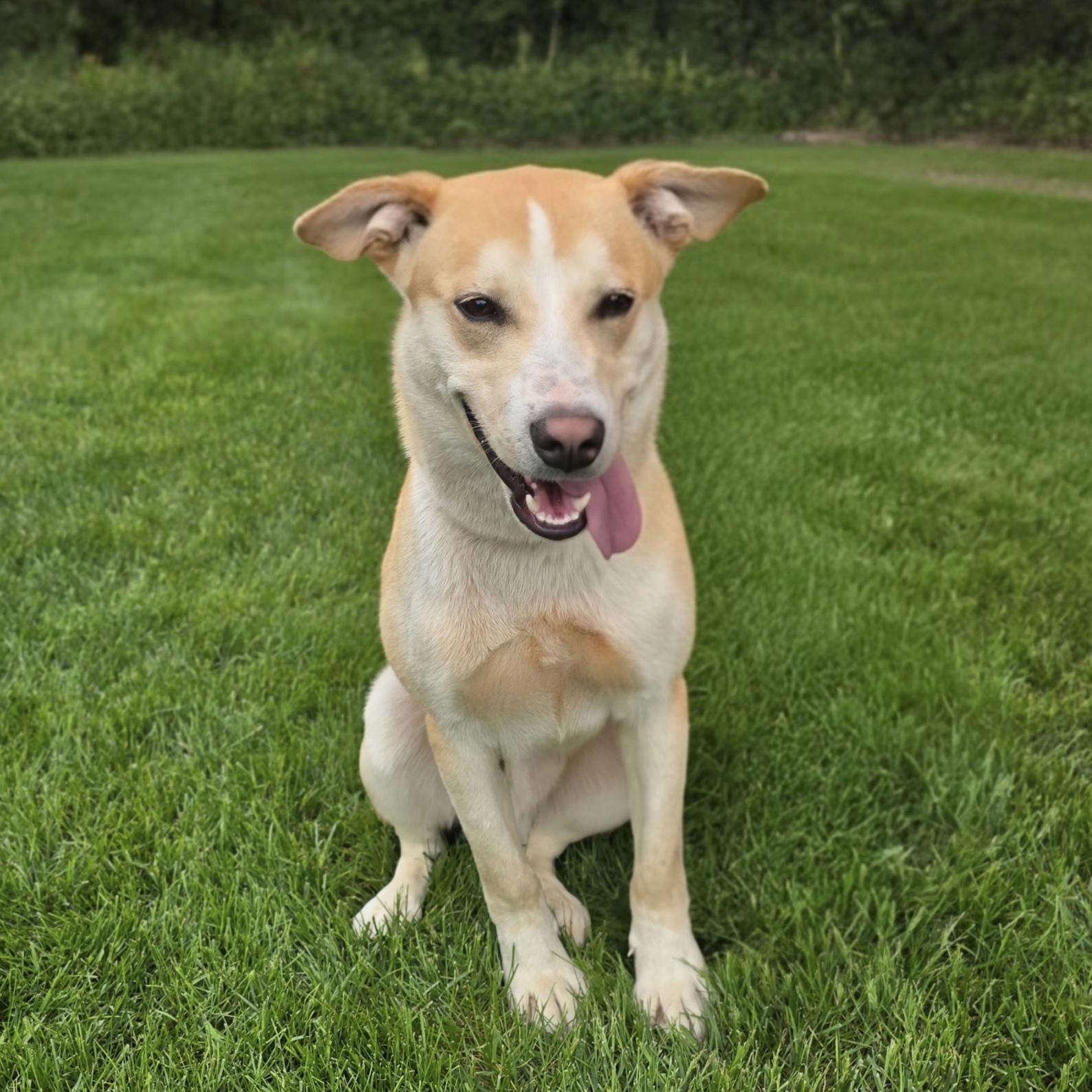 Harvey, an adoptable mixed breed in Itasca, IL image 2/4