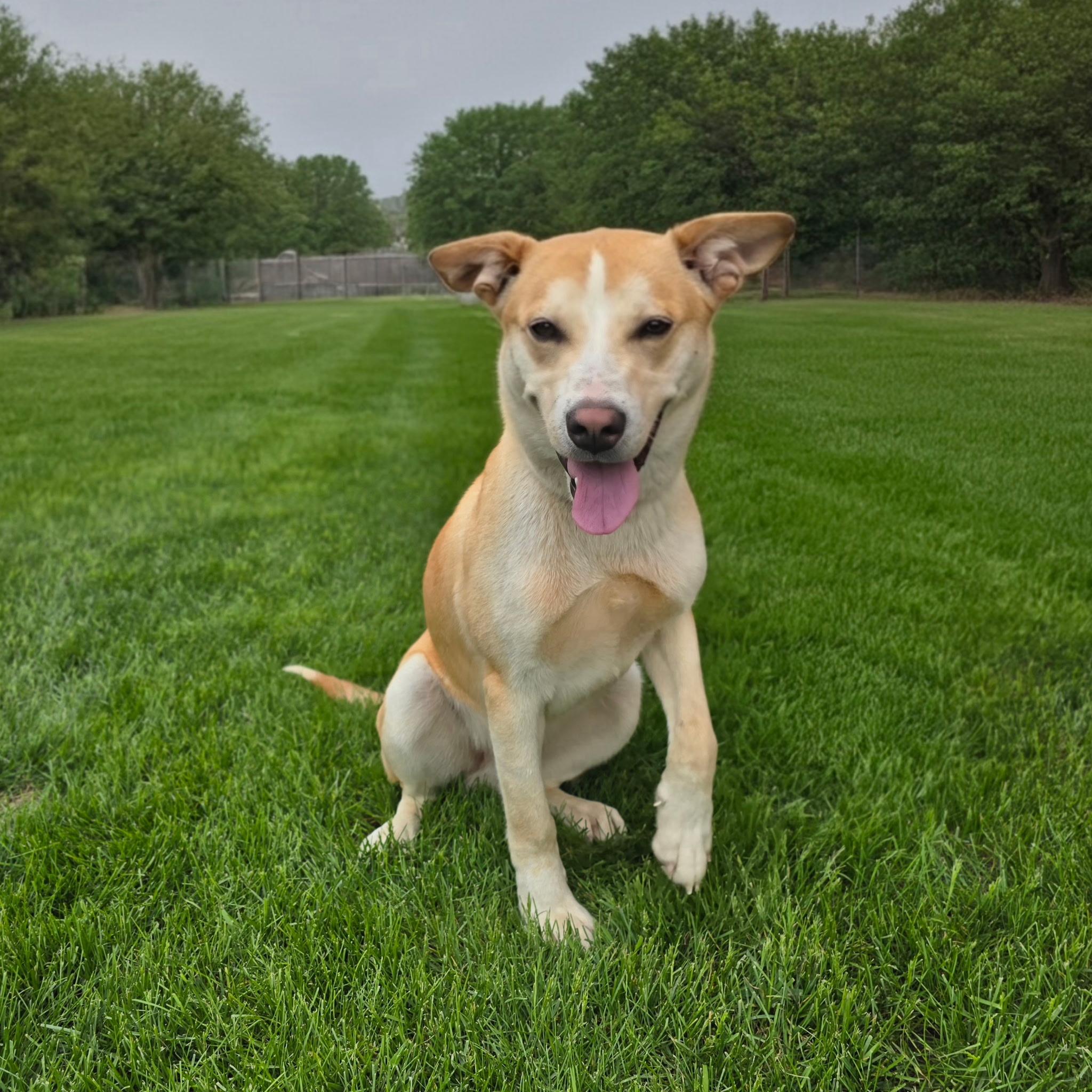 Harvey, an adoptable mixed breed in Itasca, IL image 4/4