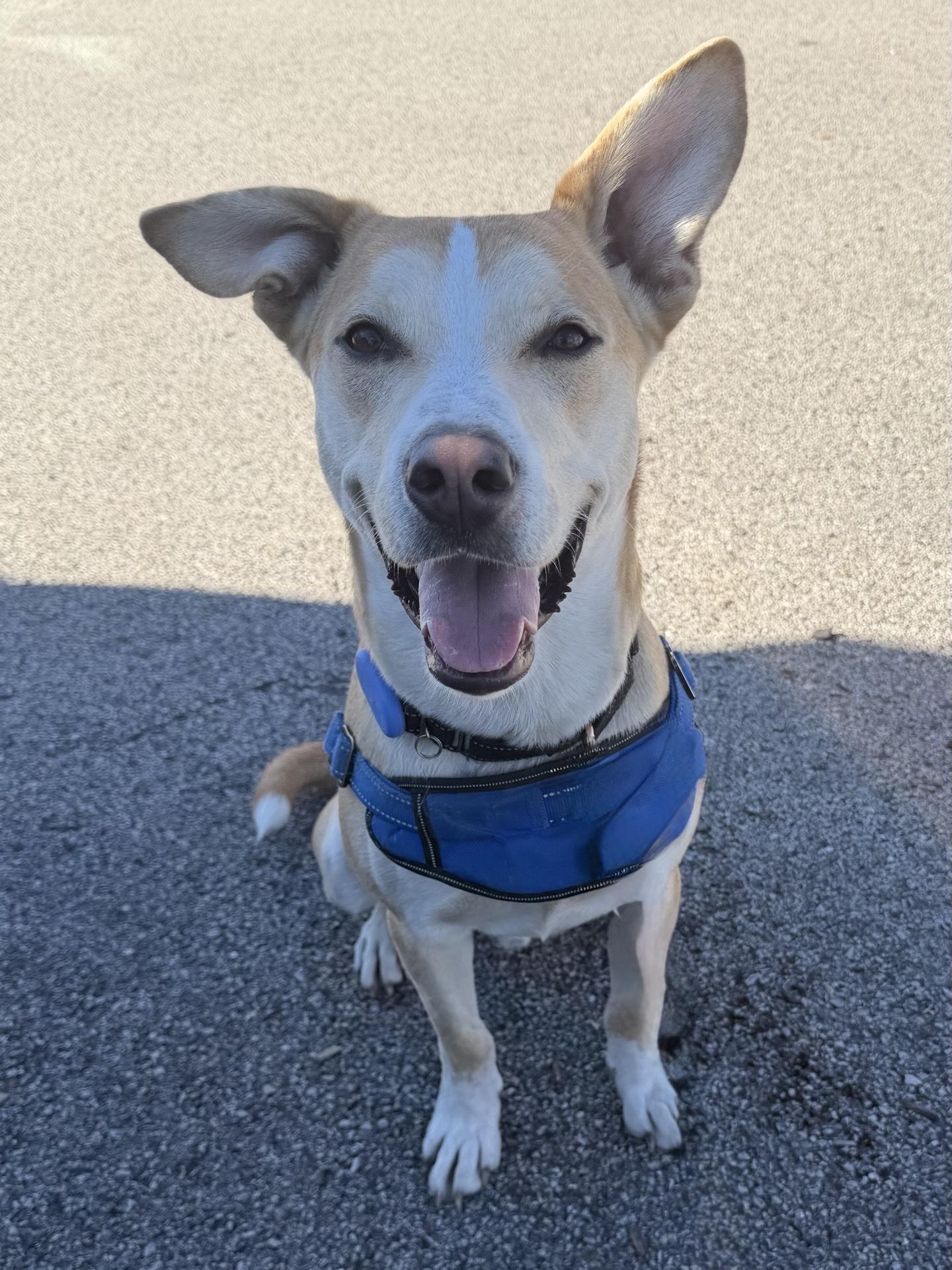 Enlarge Harvey, a Adoptable mixed breed in Schaumburg, IL image 2/5